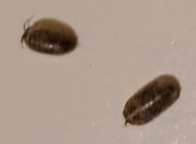 Aiuto determinazione